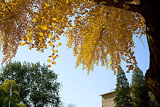 仰视秋天银杏树上发黄的银杏叶