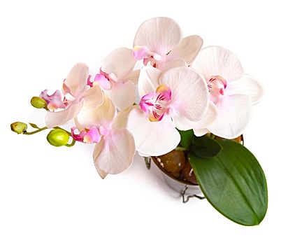 花盆,兰花,隔绝,白色背景