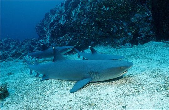 休息,灰三齿鲨,鲎鲛,岛屿,费用,哥斯达黎加,中美洲