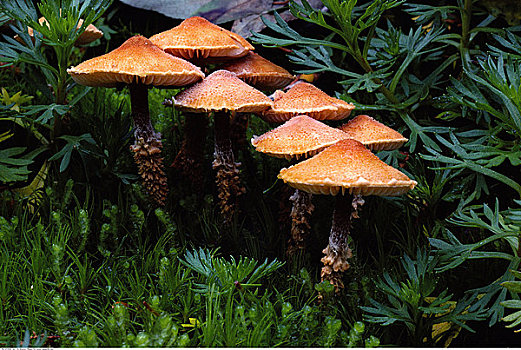 蘑菇,山,国家公园,不列颠哥伦比亚省,加拿大