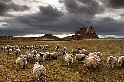 绵羊,放牧,林第斯法恩岛,城堡,神圣,岛屿,诺森伯兰郡,英格兰,欧盟