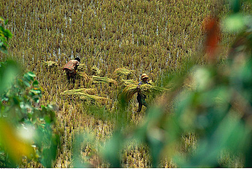 稻田,马达加斯加