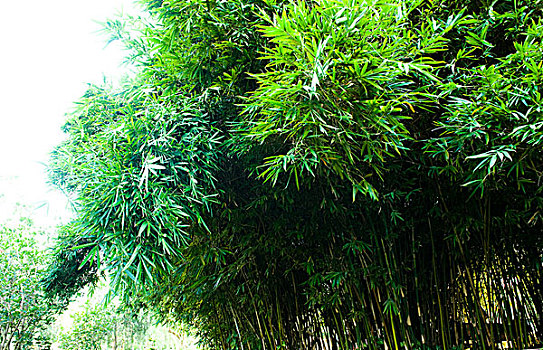 绿色,竹子,树,公园,中国