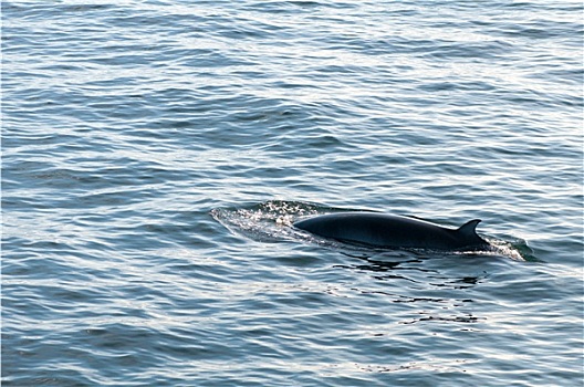 驼背鲸,冰岛