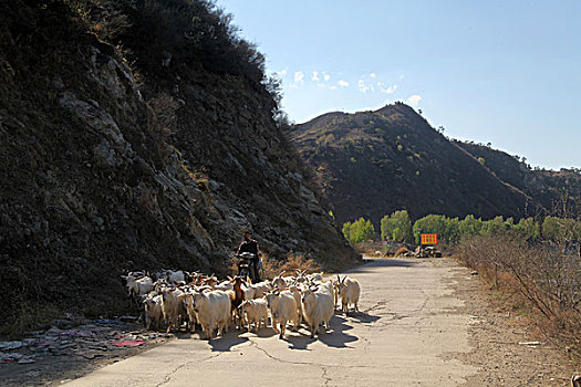 羊群,放羊,家畜,养殖,致富,大山,村民,摩托车