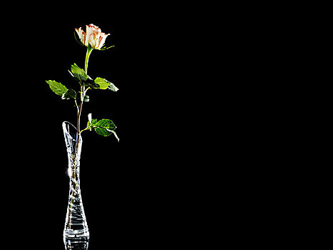 玫瑰,花瓶