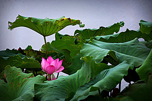 荷花,荷塘,2017秋荷－接天蓮葉無窮碧,映日荷花別樣紅