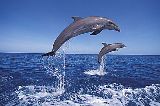 加勒比,宽吻海豚,加勒比海,洪都拉斯