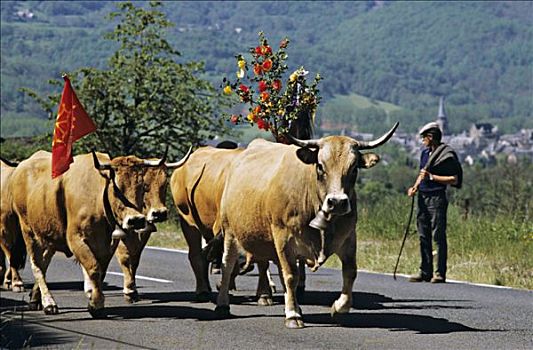 法国,南部-比利牛斯大区,阿韦龙省,移动,夏天,草场,男人,母牛,道路