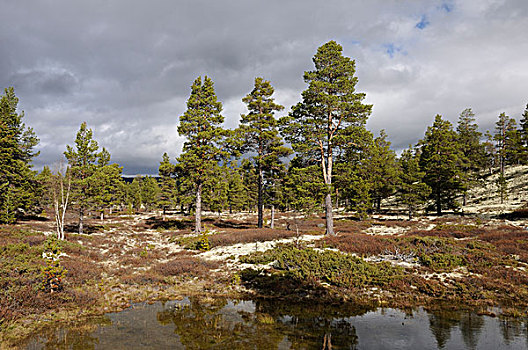 湿地,风景,国家公园,挪威,欧洲