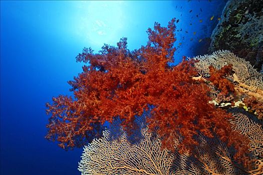 红色,海洋,软珊瑚,海扇,柳珊瑚目,红海,埃及,非洲