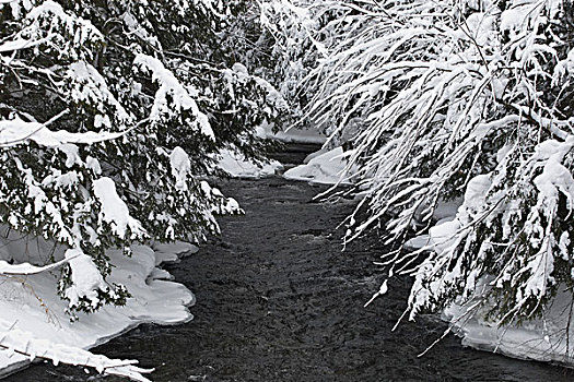 溪流,积雪,树,魁北克,加拿大