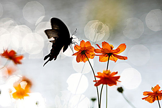 一只蝴蝶在花丛中飞舞