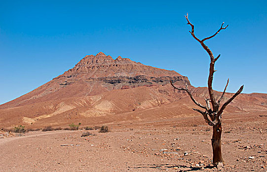 纳米比亚,枯木,荒漠景观,靠近