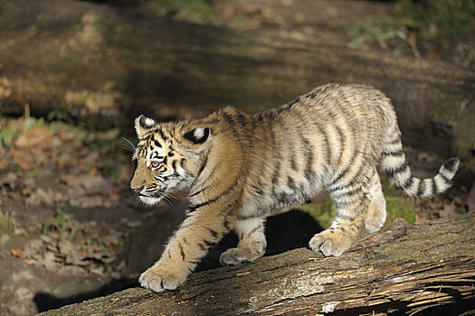西伯利亚虎,幼兽