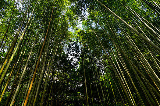 日本京都嵯峨野岚山竹林风光