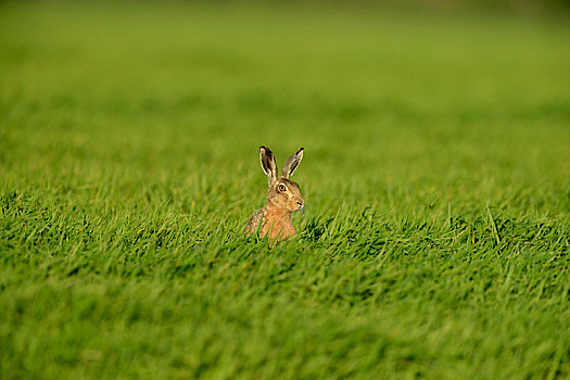 欧洲野兔,诺福克,英格兰,英国,欧洲