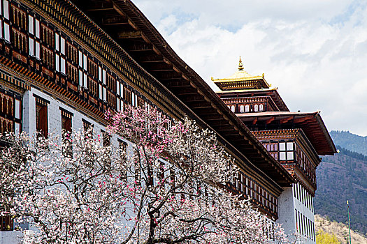 不丹-廷布的扎西确宗堡的桃花