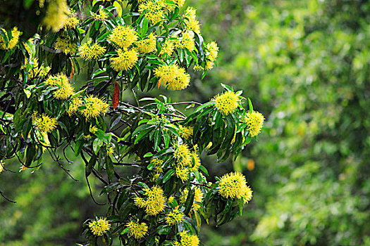 亮黄色,花,盛开,旁侧,溪流,南,昆士兰,澳大利亚
