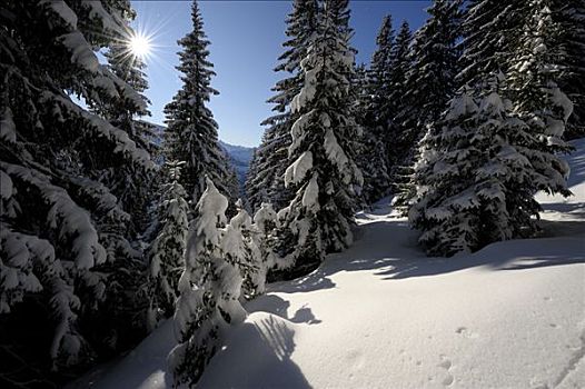 冬日树林,逆光,巴伐利亚,德国,欧洲