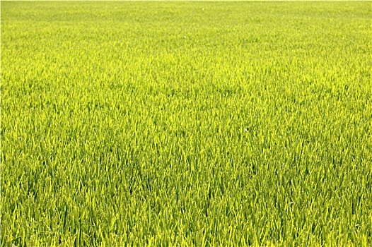 稻米,粮食,绿色,地点