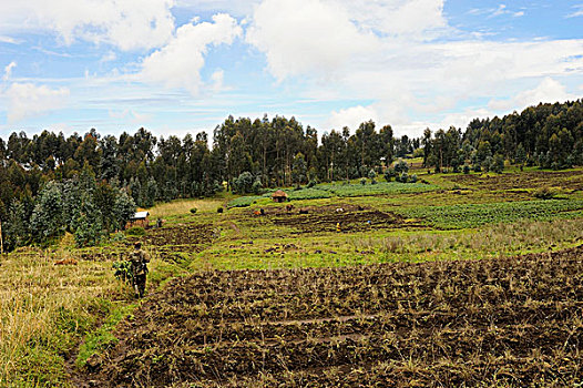 卢旺达,区域,火山国家公园,乡村风光