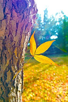 秋季树干黄叶树叶