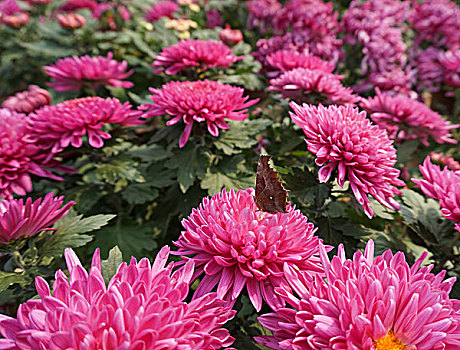 花谷奇缘赏菊季