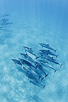 夏威夷,湾,长吻原海豚,水下,靠近,海底,俯视