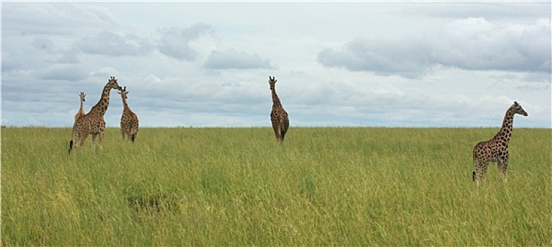 草地,风景,长颈鹿,非洲