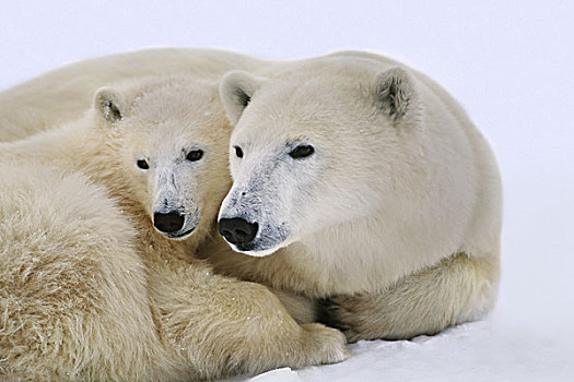 北极熊,幼兽,哈得逊湾,加拿大