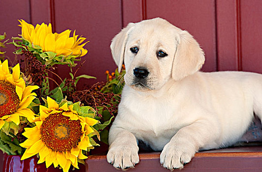 黄色拉布拉多犬,狗,小狗,向日葵