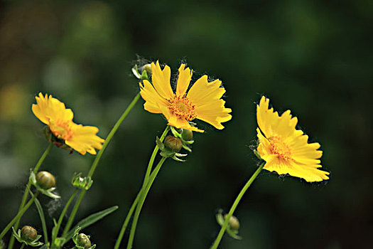 金鸡菊