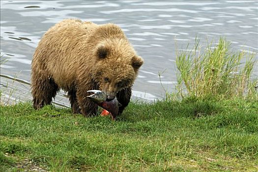 大灰熊,棕熊,年轻,捕食,阿拉斯加,美国,北美