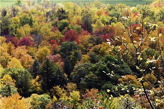 彩色,树,秋天