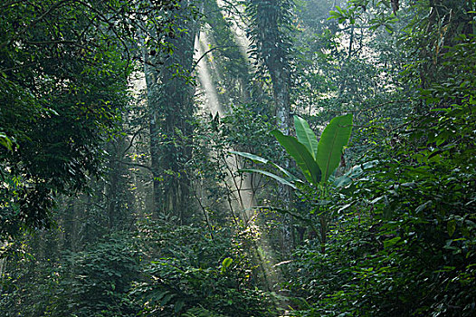 低地,雨林,阳光,雾气,国家公园,越南