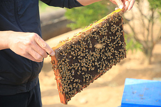 山东省日照市,为了一个共同爱好,哥俩和小蜜蜂一起追赶春天