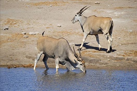 普通,大羚羊,喝,水坑,埃托沙国家公园,纳米比亚,非洲