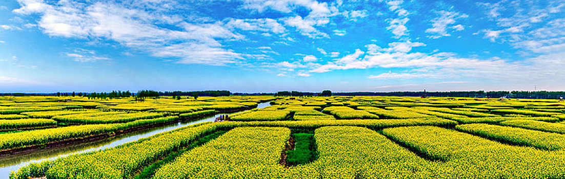 江苏省兴化市垛田油菜花自然生态景观