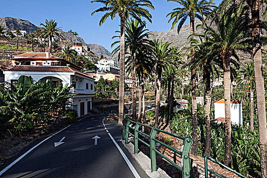 街道,棕榈树,大帝谷,加纳利群岛,西班牙,欧洲