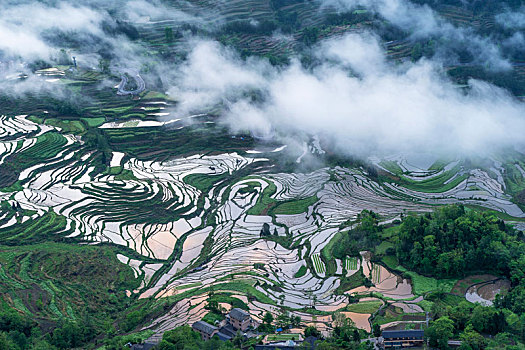 重庆市酉阳花田灌水梯田云雾缭绕风景如画