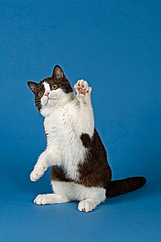 英国短毛猫,猫,5个月,巧克力,白色,双色,后腿,爪子