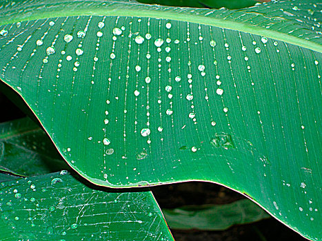 雨,珍珠,叶子