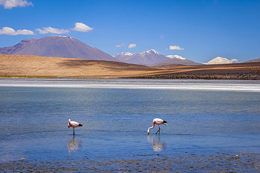 火烈鸟,高原,泻湖,玻利维亚
