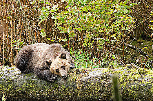 大灰熊,棕熊,幼兽,休息,原木,大熊雨林,不列颠哥伦比亚省,加拿大