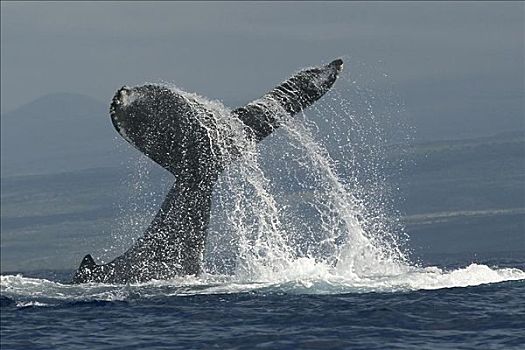夏威夷,驼背鲸,大翅鲸属,鲸鱼,鲸尾叶突