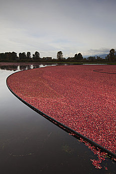 蔓越莓,丰收,草地,不列颠哥伦比亚省,加拿大