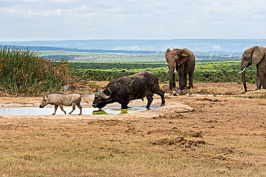 南非,阿多大象国家公园,动物,水潭