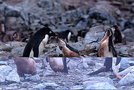 南极半岛,鸬鹚,岛屿,阿德利企鹅,生物群,幼禽,6-7岁,老,脏,请求,食物