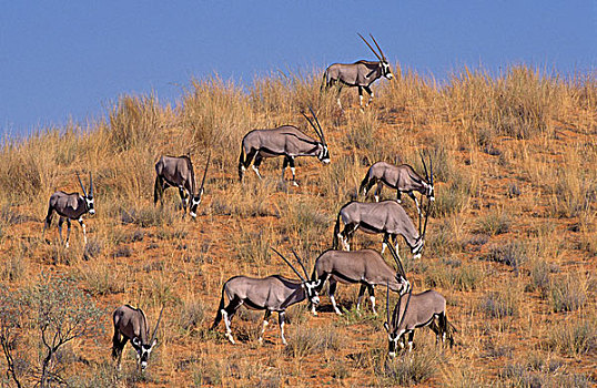 南非大羚羊,卡拉哈迪大羚羊国家公园,卡拉哈里沙漠,南非,非洲